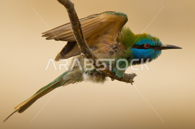 صورة مقربة لطائر الوروار الشرقي ذو الألوان الزاهية يقف على أغصان الأشجار ، تربية الطيور في محميات طبيعية في المملكة العربية السعودية ، الحياة البرية للطيور والحيوانات في منطقة جازان، خلفية طبيعة