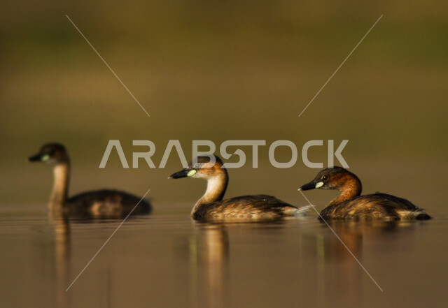 A group of beautiful ducks floating in the waters in the Jazan region in the Kingdom of Saudi Arabia, breeding birds in natural reserves, wildlife in the Gulf, a flock of crested grebes in farms for the care of waterfowl ducks and geese