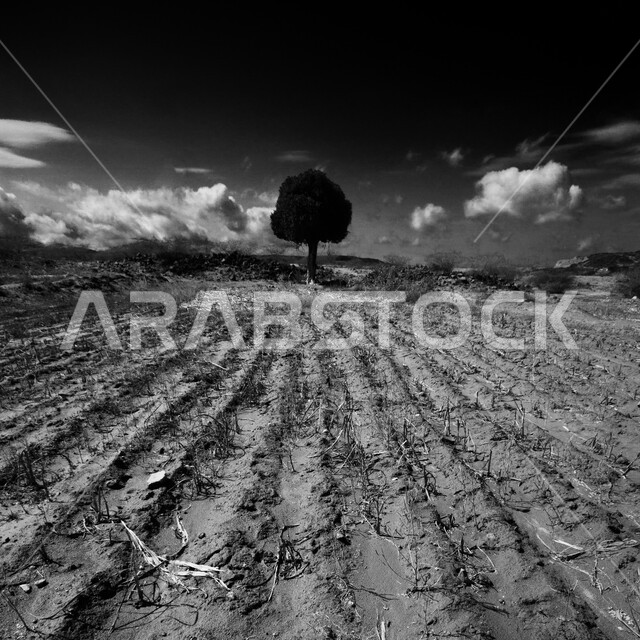 شجرة في وسط الصحراء في شبه الجزيرة العربية ، الكثبان والتلال الرملية الناعمة و البيئة الصحراوية في المملكة العربية السعودية ، خلفية الطبيعة الصحراوية بالأبيض والأسود 