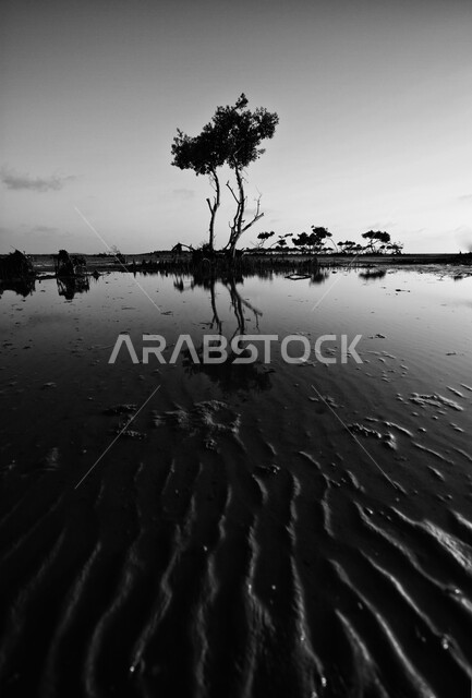 صورة شجرة بالأبيض والأسود في وسط البحر في إحدى جزر البحر الأحمر السياحية ،البيئة الصحراوية في المملكة العربية السعودية ، خلفية الطبيعة  