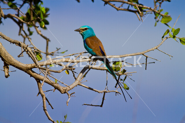 صورة لطائر الشقراق ذو الألوان الزاهية يقف على غصن الشجرة في محمية طبيعية لتربية ورعاية الطيور، طيور الخضيري في المملكة العربية السعودية، خلفية الطبيعة