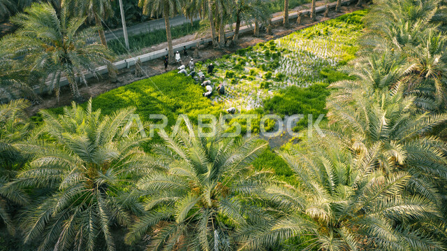 Saudi Arabian Gulf agricultural crops, rice harvest season in Al-Ahsa ...