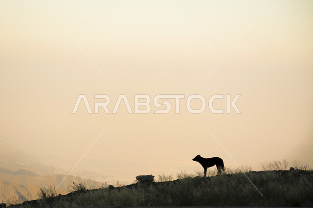 صورة ظلية لحيوان الكلب البري في الصحراء, الحيوانات البرية في الطبيعة, سيلويت, الحياة البرية في المحميات الطبيعية, البيئة الصحراوية.