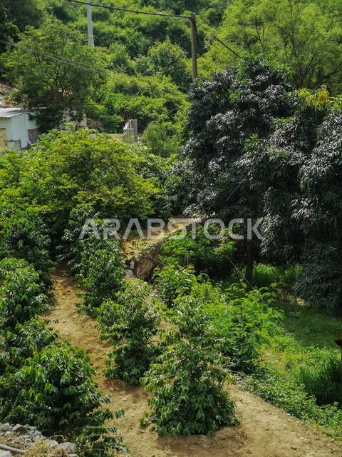 الاشجار والنباتات الخضراء، القمم والمرتفعات الجبلية الطبيعة، الطبيعة الخضراء في جبال الفيفاء في جازان جنوب المملكة العربية السعودية، اماكن ومعالم سياحية في السعودية، خلفية الطبيعة