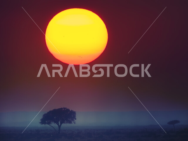 اشجار ونباتات صحراوية، الشمس في صحراء الرين في الرياض في المملكة العربية السعودية، الطبيعة الصحراوية في السعودية، خلفية الطبيعة