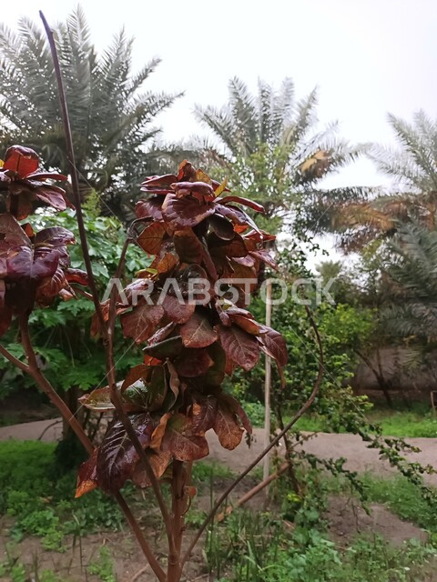 الأمطار و الطبيعة الخلابة في السعودية، صورة جمالية للنباتات و المزروعات أثناء هطول المطر في مدينة الأحساء بالمملكة العربية السعودية،  اماكن و معالم طبيعية سياحية في السعودية.