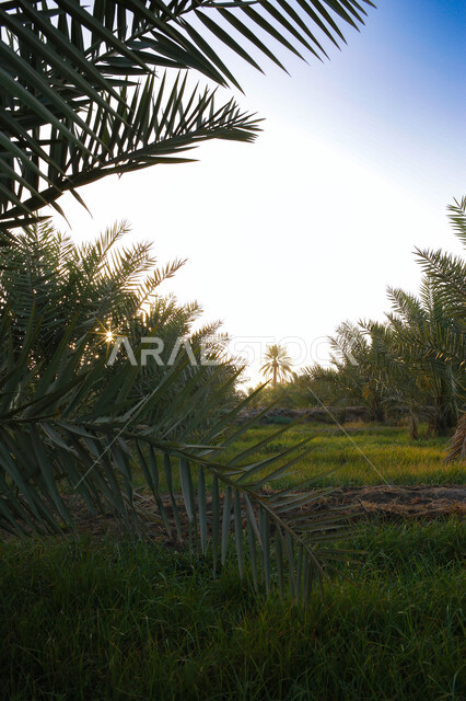 Green Palm Farms In Al Ahsa Saudi Arabia A Natural Reserve For 