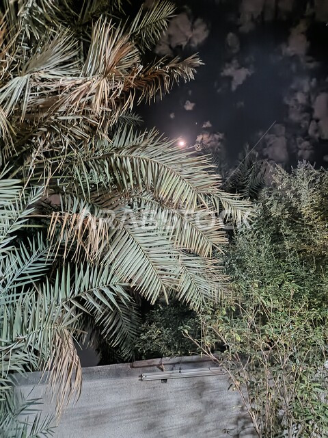 صورة مقربة للأشجار والنباتات الخضراء ليلا في المملكة العربية السعودية، خلفية للطبيعة،  زراعة أشجار النخيل والنباتات الخضراء الطبيعية