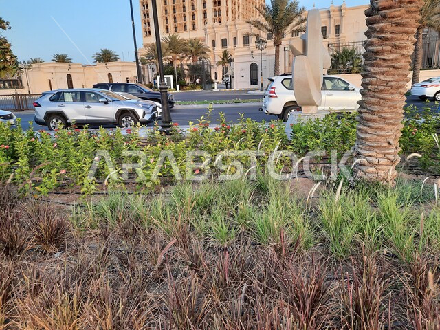 زراعة النباتات الخضراء و الاشجار ,حركة سير السيارات في الشوارع, صوره مقربه لطريق كورنيش جده, الحدائق والمنتزهات في كورنيش جدة في المملكة العربية السعودية، الطبيعة الخضراء، معالم و أماكن سياحية مشهورة 