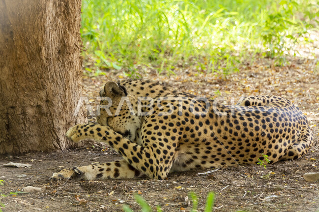 الحيوانات البرية المفترسة في المحمية الطبيعية، حيوان الفهد الصياد في احد الغابات، الاشجار والنباتات الخضراء، الطبيعة الخضراء في حديقة الحيوانات