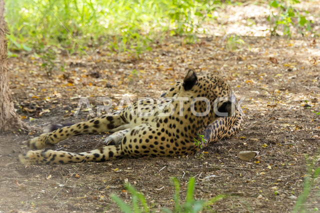 الاشجار والنباتات الخضراء، حيوان الفهد الصياد في احد الغابات، الحيوانات البرية المفترسة في المحمية الطبيعية، الطبيعة الخضراء في حديقة الحيوانات
