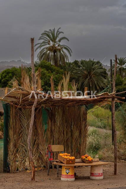 صناديق ثمار المانجا تحت عريشة من الخوص، الاشجار والنباتات الخضراء، السماء الملبدة بالغيوم، اشجار ومزارع النخيل، خلفية الطبيعة