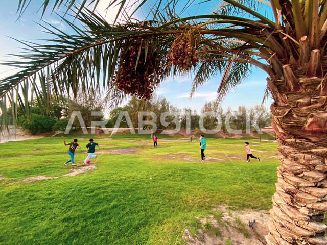 صورة مقربة لثمار البلح، مجموعة من الاطفال يلعبون الكرة في احد حدائق الاحساء في السعودية، اشجار النخيل المثمرة، الاشجار والنباتات الخضراء، الطبيعة في السعودية 