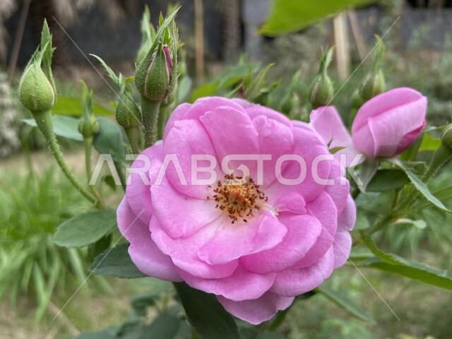 Close-up of colored roses, natural roses, cultivation of aromatic flowers in the south of the Kingdom of Saudi Arabia, nature background