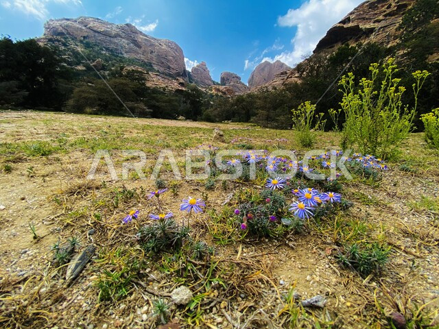 التشكيلات والتكوينات الصخرية في جنوب المملكة العربية السعودية, الجبال الصخرية وسط الطبيعة, زراعة النباتات الخضراء والأزهار  الملونة, القمم والمرتفعات الجبلية, خلفية الطبيعة