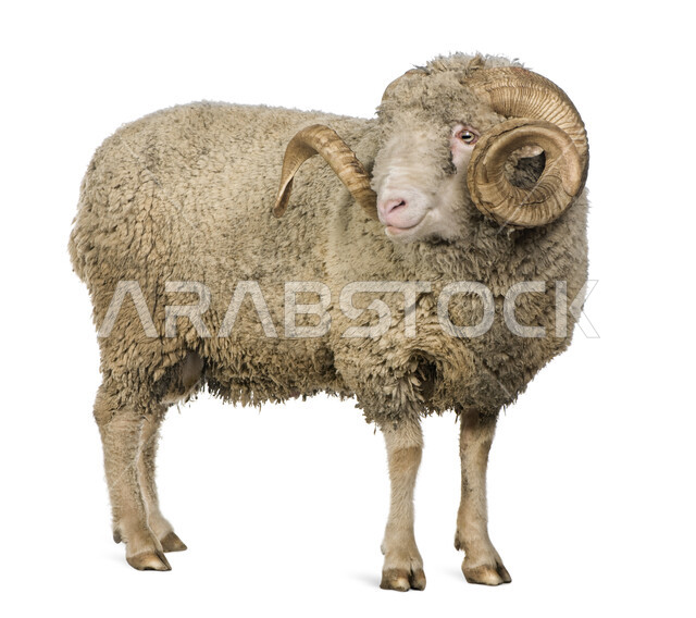 أضاحي وقربان لعيد الأضحى المبارك، بورتريه صورة مقربة لخروف العيد ، كبش ضخم أليف ، تربية المواشي والحيوانات في المملكة العربية السعودية , خلفية بيضاء