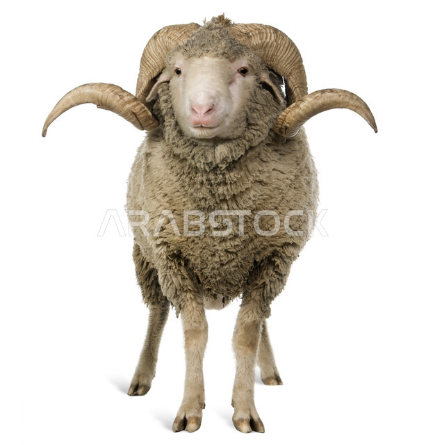 كبش ضخم أليف ، أضاحي وقربان لعيد الأضحى المبارك، بورتريه صورة مقربة لخروف العيد ، تربية المواشي والحيوانات في المملكة العربية السعودية , خلفية بيضاء