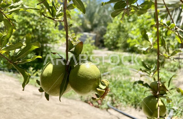  أوراق شجرة الرمان الخضراء، صورة جمالية مقربة لثمرة الرمان الطازجة على  الشجرة، فواكه الإحساء اللذيذة الصحية ، الطبيعة الخلابة في المملكة العربية السعودية، خلفية الطبيعة.
