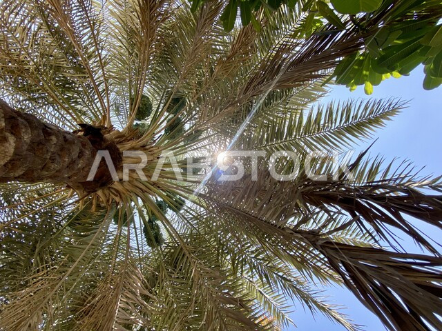  محمية طبيعية لزراعة أشجار النخيل في المملكة العربية السعودية، صورة من الأسفل لشجرة النخيل الشاهقة، اشجارومحاصيل زراعية، اشعة الشمس المغطاة من قبل سعف الشجرة.