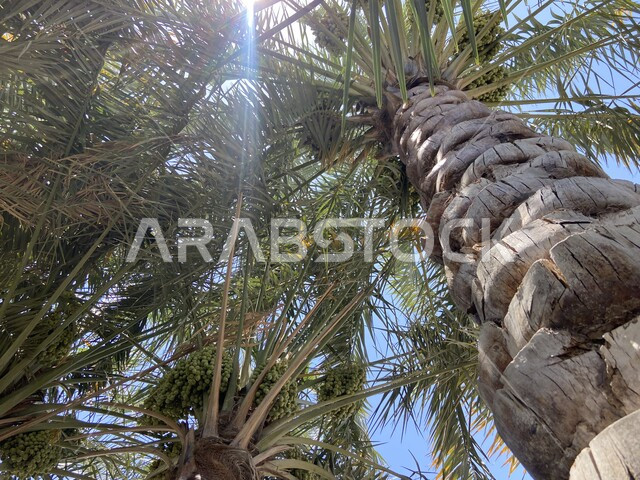  محمية طبيعية لزراعة أشجار النخيل في المملكة العربية السعودية، صورة من الأسفل لشجرة النخيل الشاهقة، اشجارومحاصيل زراعية، اشعة الشمس المغطاة من قبل سعف الشجرة.