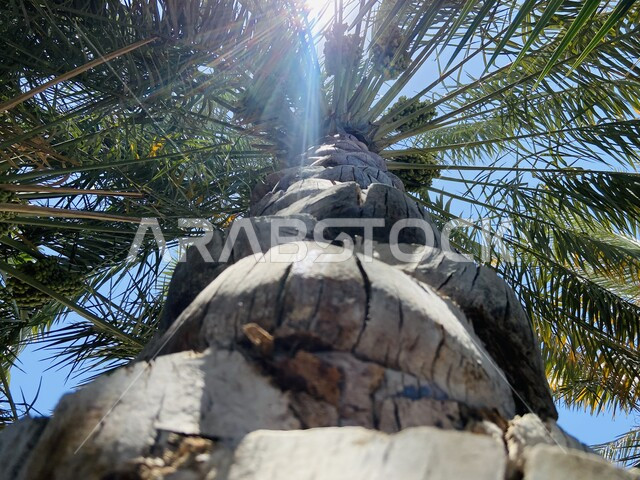  محمية طبيعية لزراعة أشجار النخيل في المملكة العربية السعودية، صورة من الأسفل لشجرة النخيل الشاهقة، اشجارومحاصيل زراعية، اشعة الشمس المغطاة من قبل سعف الشجرة.