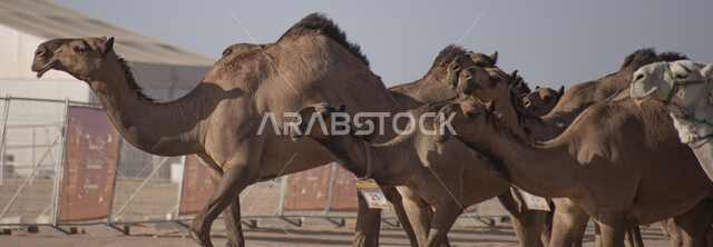 مجموعة من الجمال العربية في مسابقة الهجن في منطقة صحراوية, تربية و رعاية الابل, سباق الهجن في المملكة العربية السعودية, محميات طبيعية و برية.