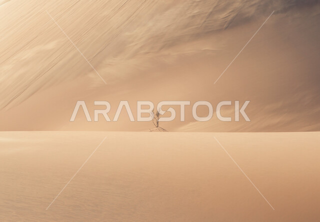 نبتة في صحراء المملكة العربية السعودية تتحدى الرياح والعواصف، الطبيعة و المناخ في المناطق الصحراوية، مفهوم القوة و الصمود و الثبات.