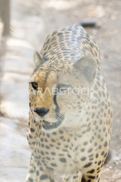 صورة مقربة لحيوان النمر المفترس ، حديقة الحيوانات في المملكة العربية السعودية، محميات طبيعية, تربية و رعاية الحيوانات المفترسة, خلفية الطبيعة.