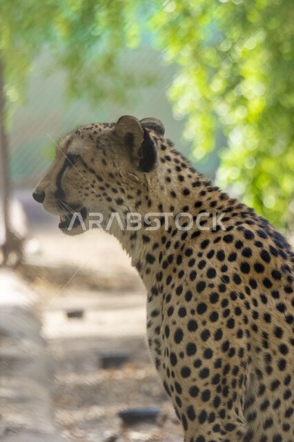 تربية و رعاية الحيوانات المفترسة, صورة جانبية لحيوان النمر المفترس ، حديقة الحيوانات في المملكة العربية السعودية، محميات طبيعية, خلفية الطبيعة.