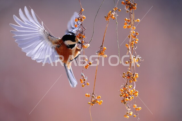 Beautiful birds in Saudi Arabia. A picture of a brightly colored bird eating fruits from a tree in a nature reserve for breeding and caring for birds.