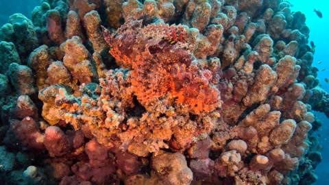 Red scorpionfish sitting on the deep coral reef. Venomous fish portrait
