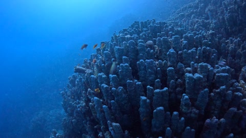 Murky blue tropical ocean, coral reef and swimming red fish Anthias