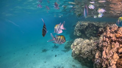 Waves and water surface, swimming fish and marine life, underwater video
