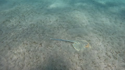 Swimming ray video. The bluespotted ribbontail ray (Taeniura lymma)