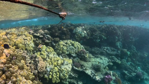 Sea surface, ropes and buoy, marine life and fish. Underwater video