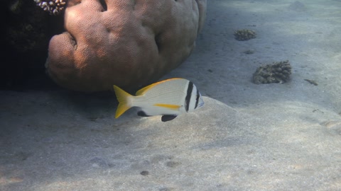 Group of twobar seabream fishes (Acanthopagrus bifasciatus), Red Sea