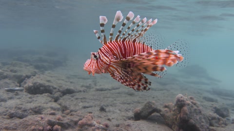 Red lionfish fish swims in the tropical sea