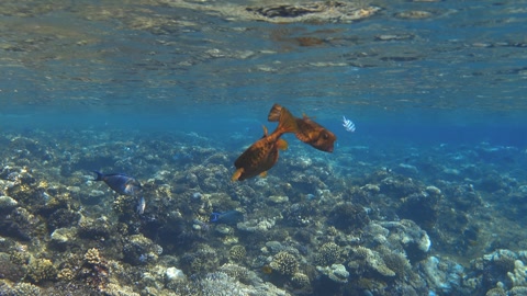 Pair of Yellow boxfish tropical fishes underwater