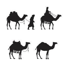 حيوانات التنقل في القدم، الاهتمام والعناية بالثدييات، رسوم توضيحية لمجموعة من الإبل باللون الأسود، تربية الجمال في المحميات الطبيعية في المملكة العربية السعودية، خلفية بيضاء، فيكتور اليستريتور