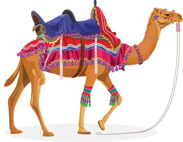 Interest in breeding purebred camels, a camel carrying luggage in Saudi Arabia, concept of livestock and mammal care, white background, vector illustrator