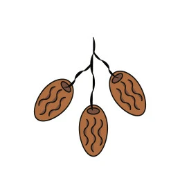 ايقونة لنوع من التمر السكري الصحي الطازج, محصول ومنتج زراعي محلي وطني سعودي، وجبة ذات قيمة غذائية عالية، ضيافة رمضانية لذيذة، حبات الرطب الشهية، خلفية بيضاء, فيكتور اليستريتور