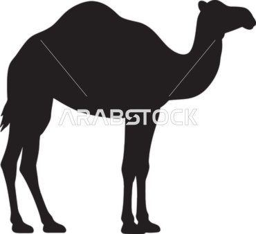 وسائل النقل القديمة في المملكة العربية السعودية، رسم توضيحي باللونين الأبيض والأسود لجمل يقف، تعرض سنامه المميز وعنقه الطويلل، صورة ظلية،  فيكتور اليستريتور