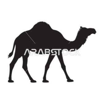 صورة ظلية لجمل وحيد السنام على خلفية بيضاء