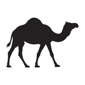 صورة ظلية لجمل وحيد السنام على خلفية بيضاء