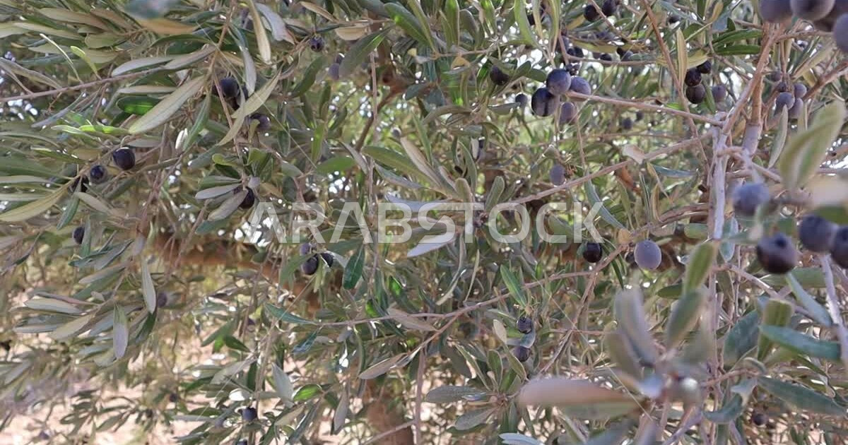 Closeup of ripe olive fruits, black olive fruits in one of the olive