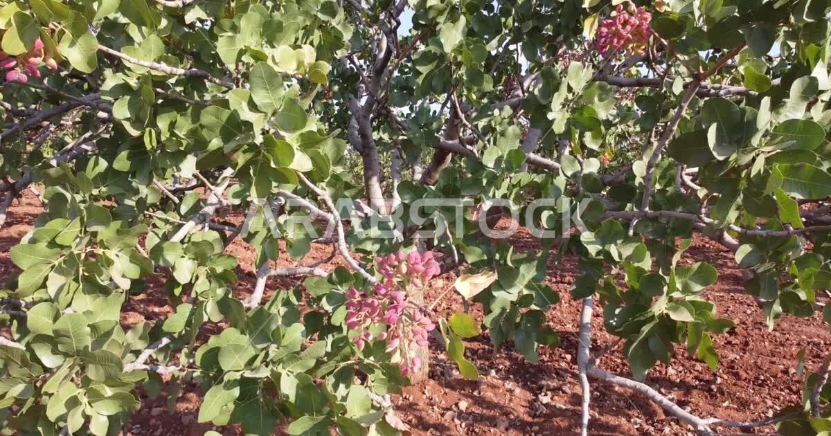 Closeup of a tree in green fields and farms in the Kingdom of Saudi
