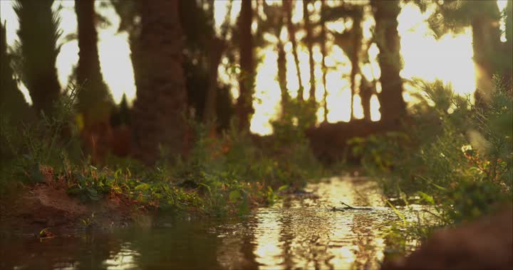 Irrigation water flow in green palm farms, water flow between trees, agricultural lands and crops, green palm trees, a natural reserve for growing palm trees