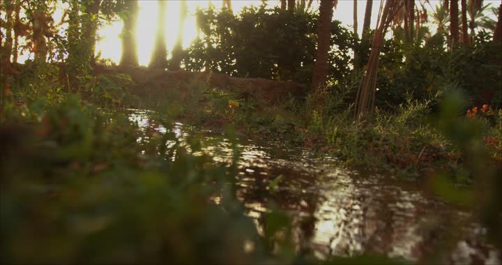 Water flow between trees, lands and agricultural crops, green palm trees, a natural reserve for growing palm trees, irrigation water flow in green palm farms