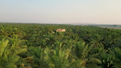 Old Mud Houses Among The Palm Oases In Al Ahsa In The Kingdom Trees 