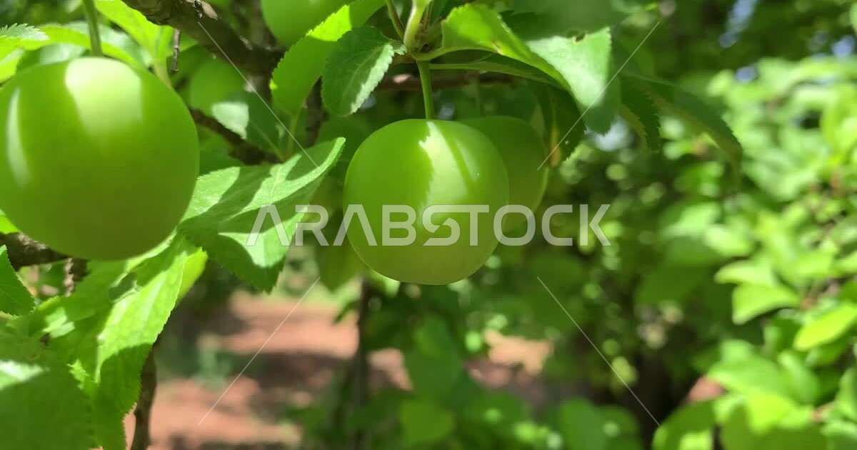 A farm that grows refreshing summer fruits in the Kingdom of Saudi